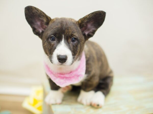 Cardigan Welsh Corgi DOG Female Brindle and White 13667 Petland Wichita, Kansas