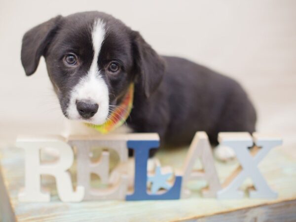 Cardigan Welsh Corgi-DOG-Male-Black & White-13666-Petland Wichita, Kansas