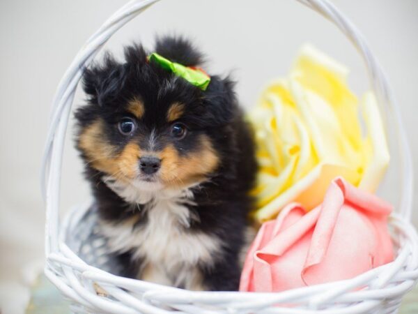 Toy Australian Shepherd DOG Female Black tri 13665 Petland Wichita, Kansas