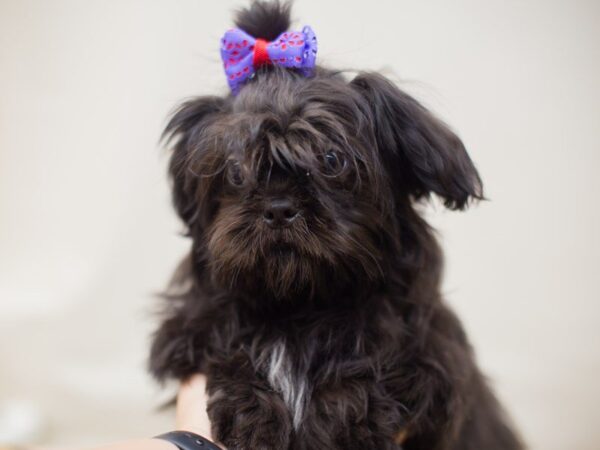 Shih Tzu DOG Female Black 13661 Petland Wichita, Kansas