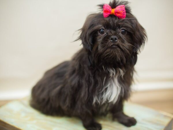 Shih Tzu DOG Female Black 13660 Petland Wichita, Kansas