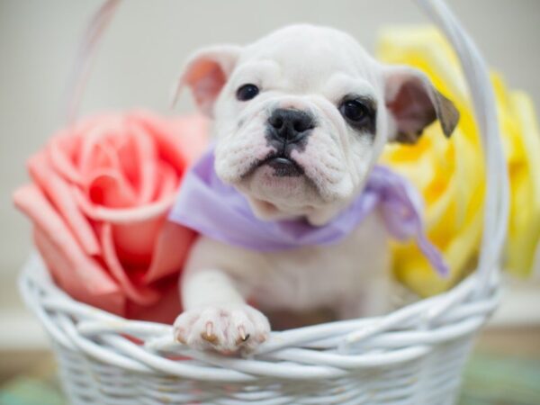 English Bulldog-DOG-Female-Fawn Brindle & White-13659-Petland Wichita, Kansas