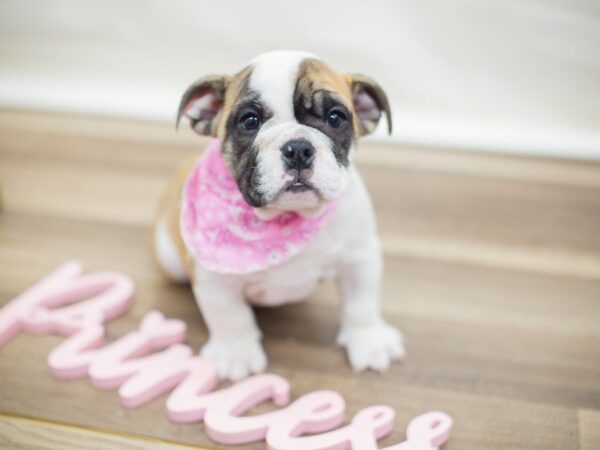 English Bulldog DOG Female Fawn Brindle & White 13658 Petland Wichita, Kansas