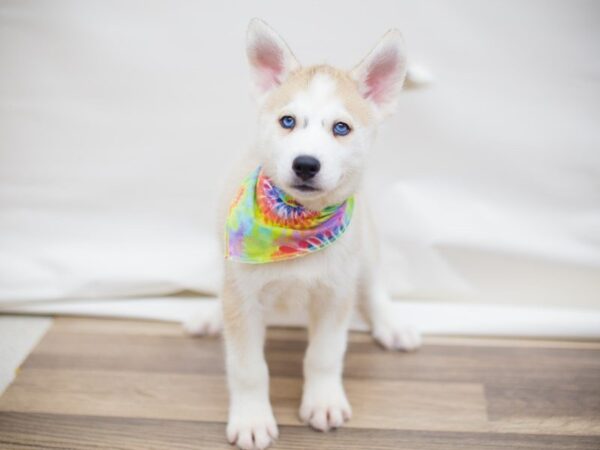 Siberian Husky DOG Male Tan and White 13657 Petland Wichita, Kansas