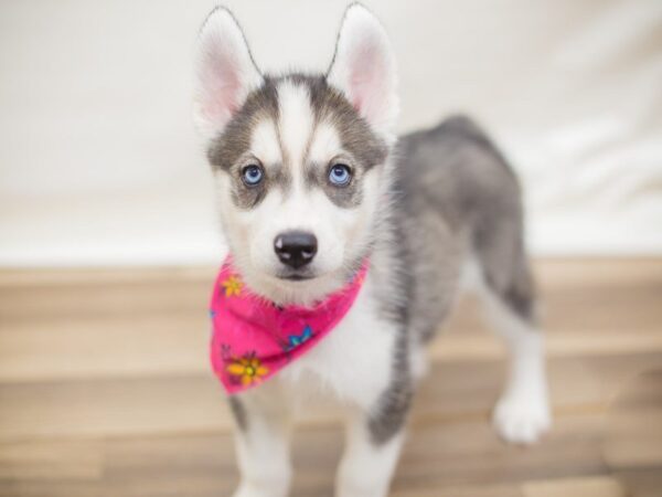 Siberian Husky DOG Female Silver and White 13656 Petland Wichita, Kansas