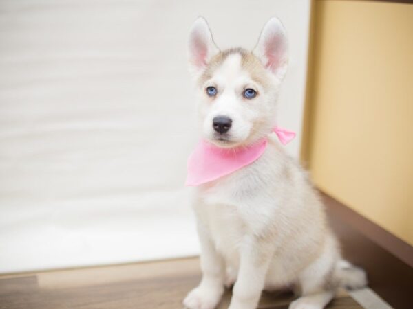 Siberian Husky DOG Female Tan and White 13655 Petland Wichita, Kansas