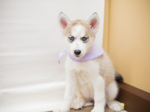 Siberian Husky-DOG-Female-Tan and White-13654-Petland Wichita, Kansas