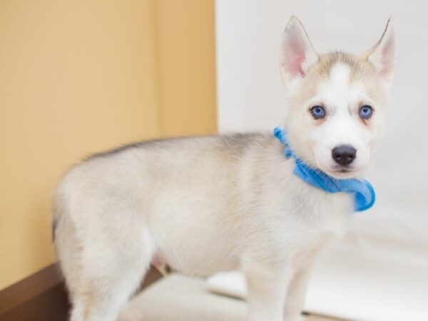 Siberian Husky DOG Male Tan and White 13653 Petland Wichita, Kansas