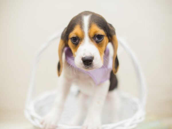 Beagle DOG Female Tri Color 13649 Petland Wichita, Kansas