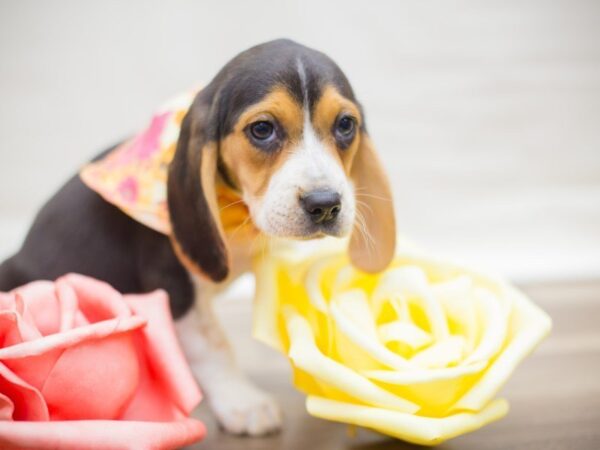 Beagle DOG Female Tri Color 13648 Petland Wichita, Kansas