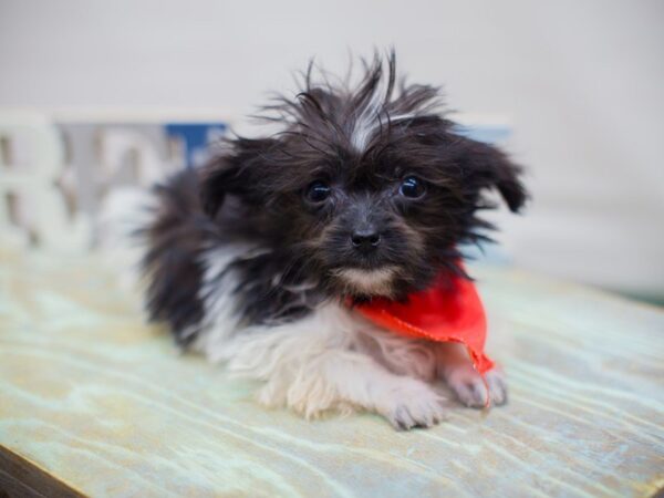 Havanese DOG Male Black and White 13703 Petland Wichita, Kansas