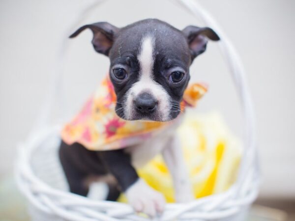 Boston Terrier-DOG-Female-Black and White-13702-Petland Wichita, Kansas