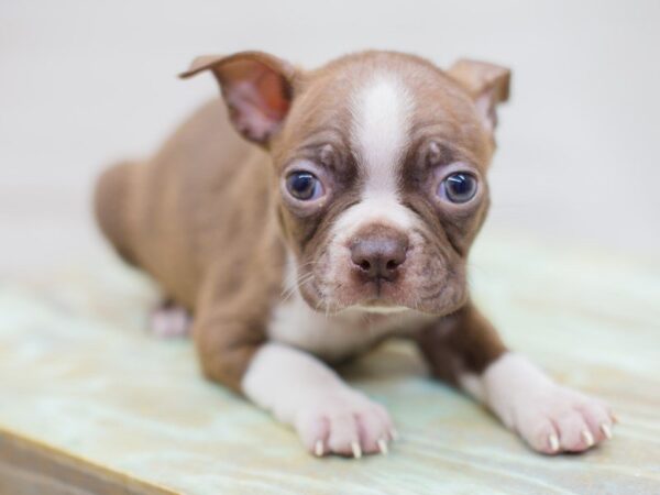 Boston Terrier-DOG-Male-Red and White-13701-Petland Wichita, Kansas
