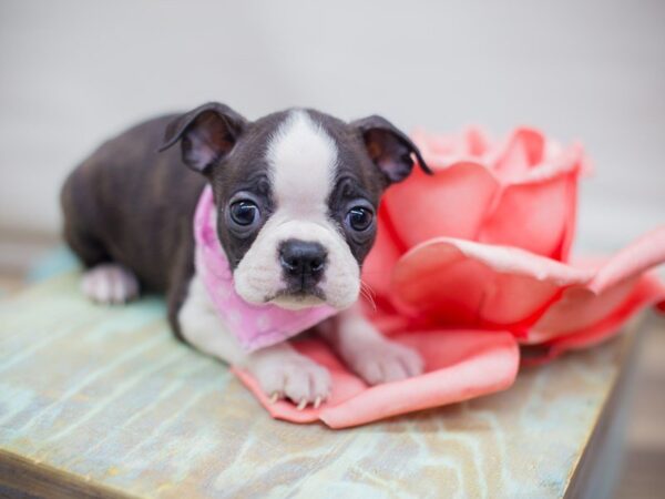 Boston Terrier-DOG-Female-Black and White-13700-Petland Wichita, Kansas