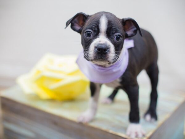 Boston Terrier DOG Female Black and White 13699 Petland Wichita, Kansas