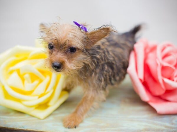 Morkie DOG Female Gold and Black 13698 Petland Wichita, Kansas