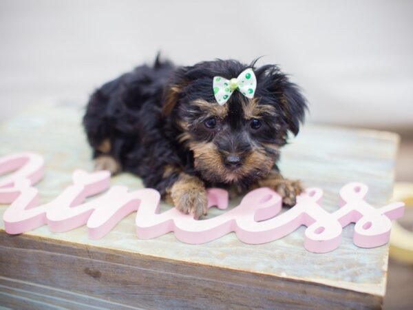 Morkie-DOG-Female-Black and Tan-13697-Petland Wichita, Kansas
