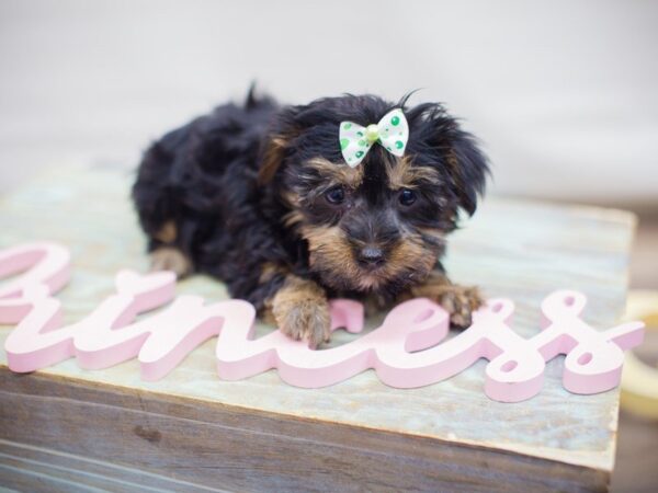 Morkie DOG Female Black and Tan 13697 Petland Wichita, Kansas