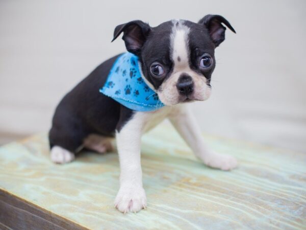 Boston Terrier-DOG-Male-Black and White-13696-Petland Wichita, Kansas