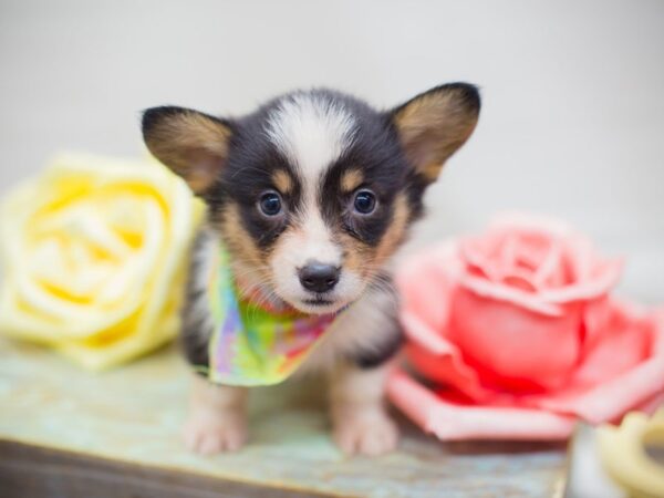 Pembroke Welsh Corgi DOG Male Tri Color 13695 Petland Wichita, Kansas