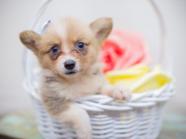Pembroke Welsh Corgi-DOG-Female-Red and White-13694-Petland Wichita, Kansas