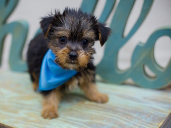 Yorkshire Terrier-DOG-Male-Black and Tan-13693-Petland Wichita, Kansas