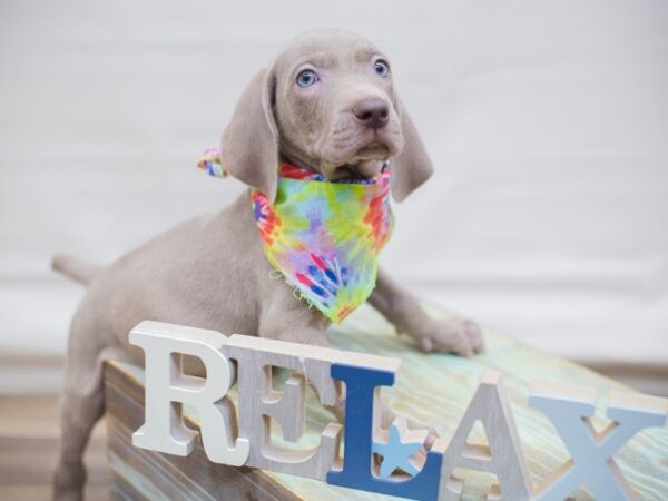 Weimaraner DOG Male Silver 13692 Petland Wichita, Kansas