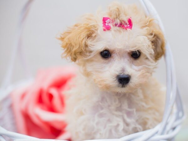 Toy Poodle-DOG-Female-APRICOT-13691-Petland Wichita, Kansas