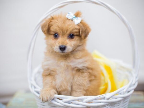 Toy Pompoo DOG Female Red 13690 Petland Wichita, Kansas