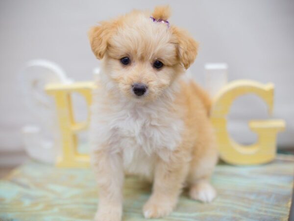 Toy Pompoo-DOG-Female-Blonde-13689-Petland Wichita, Kansas