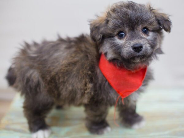 Toy Pompoo DOG Male Brindle 13688 Petland Wichita, Kansas