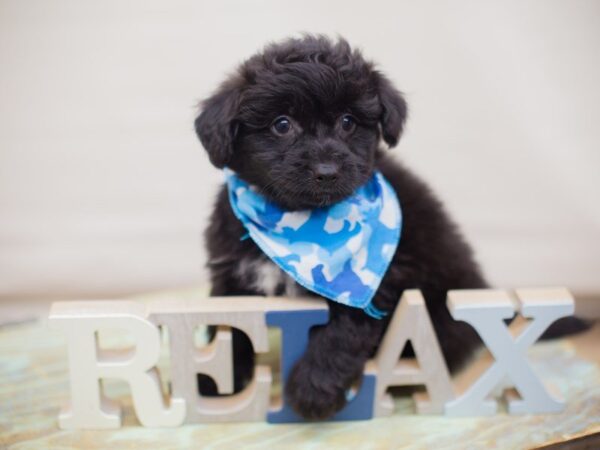 Toy Pompoo-DOG-Male-Black-13687-Petland Wichita, Kansas