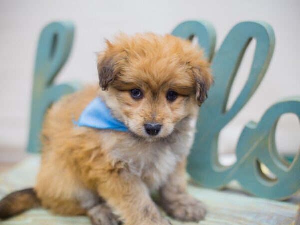 Toy Pompoo DOG Male Red 13686 Petland Wichita, Kansas