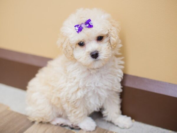 Toy Poodle-DOG-Female-Cream-13685-Petland Wichita, Kansas