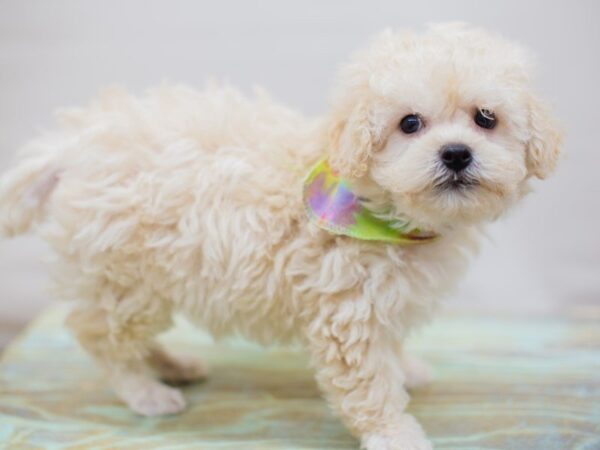 Toy Poodle-DOG-Male-Cream-13684-Petland Wichita, Kansas