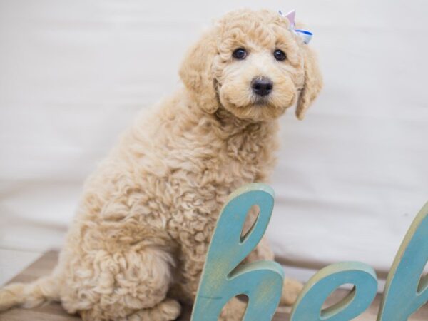 F1B Goldendoodle-DOG-Female-apricot-13683-Petland Wichita, Kansas