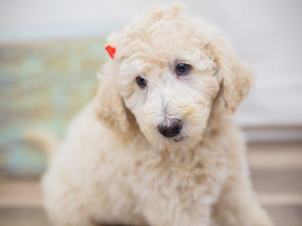 F1B Goldendoodle DOG Female apricot 13682 Petland Wichita, Kansas