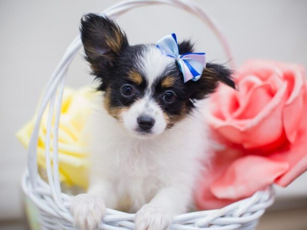 Papillon DOG Female Black Tri Color 13681 Petland Wichita, Kansas