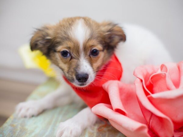 Papillon DOG Male Sable and White 13680 Petland Wichita, Kansas