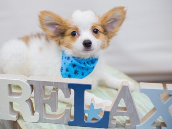 Papillon DOG Male Sable and White 13679 Petland Wichita, Kansas