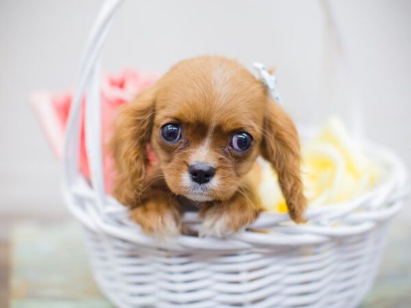 Cavalier King Charles Spaniel DOG Female RUBY 13677 Petland Wichita, Kansas