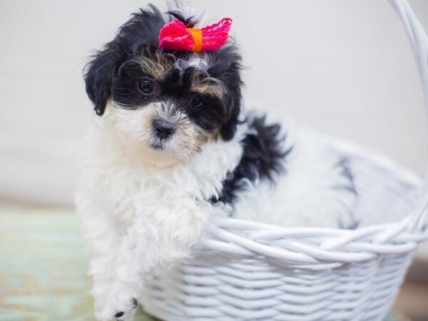 Shih Poo-DOG-Female--13675-Petland Wichita, Kansas