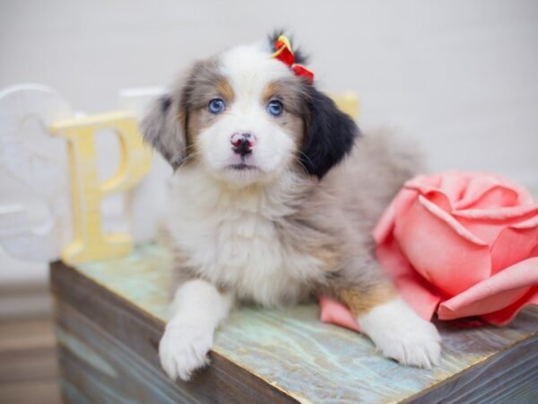 Miniature Australian Shepherd-DOG-Female-Blue Merle-13674-Petland Wichita, Kansas