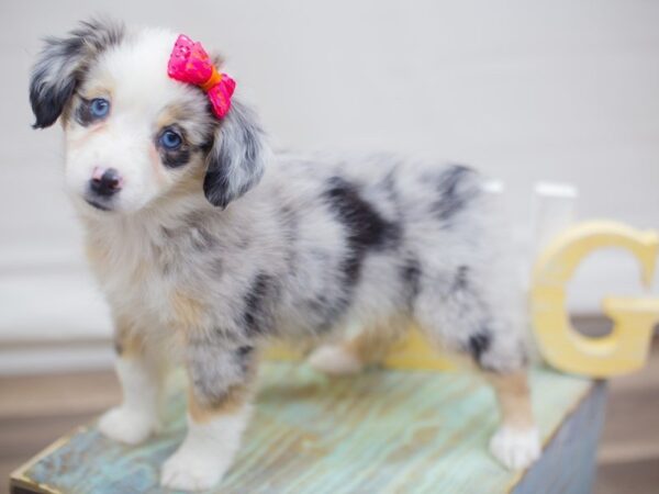 Miniature Australian Shepherd-DOG-Female-Blue Merle-13673-Petland Wichita, Kansas