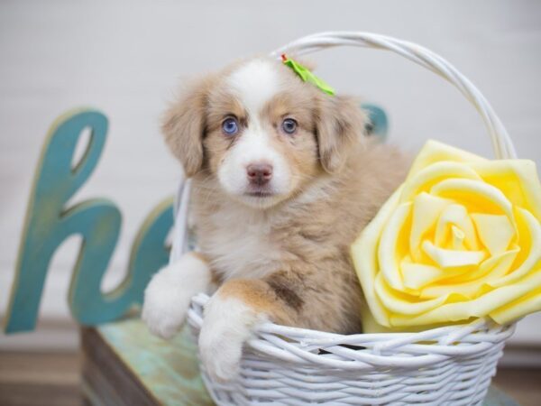 Miniature Australian Shepherd DOG Female Red Merle 13672 Petland Wichita, Kansas