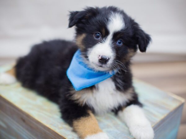 Miniature Australian Shepherd DOG Male BLACK TRI 13671 Petland Wichita, Kansas