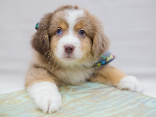 Miniature Australian Shepherd DOG Male Red Merle 13670 Petland Wichita, Kansas