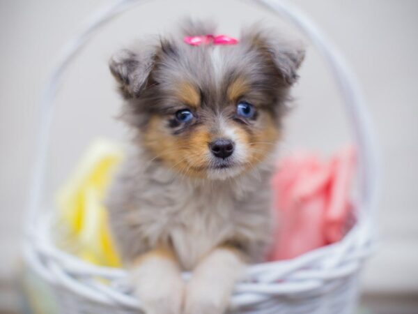 Toy Australian Shepherd DOG Female Blue Merle 13664 Petland Wichita, Kansas