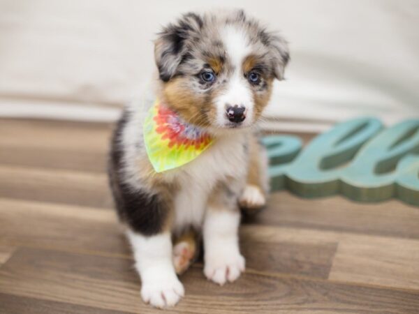 Mini Border Aussie-DOG-Male-Blue Merle-13722-Petland Wichita, Kansas