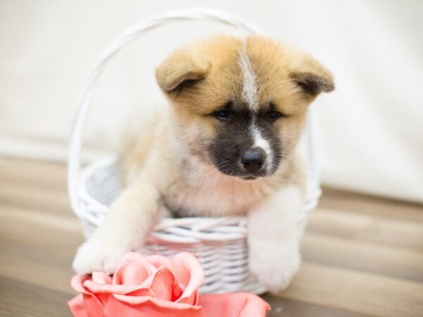 Akita-DOG-Female-Bl Sable-13721-Petland Wichita, Kansas